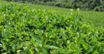 茶葉冷庫(kù)需注意哪些事項(xiàng)？